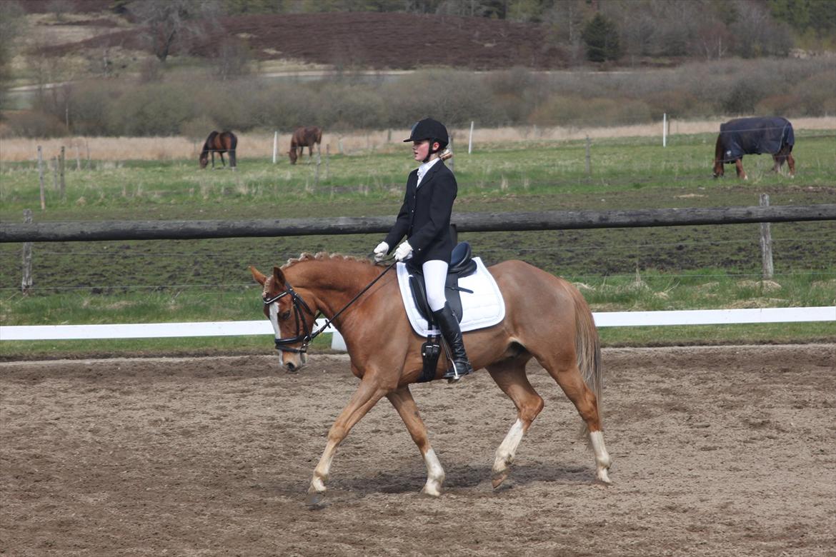 Tysk Sportspony Brisand billede 3