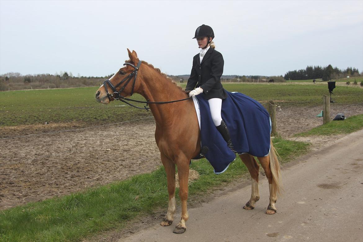 Tysk Sportspony Brisand billede 18