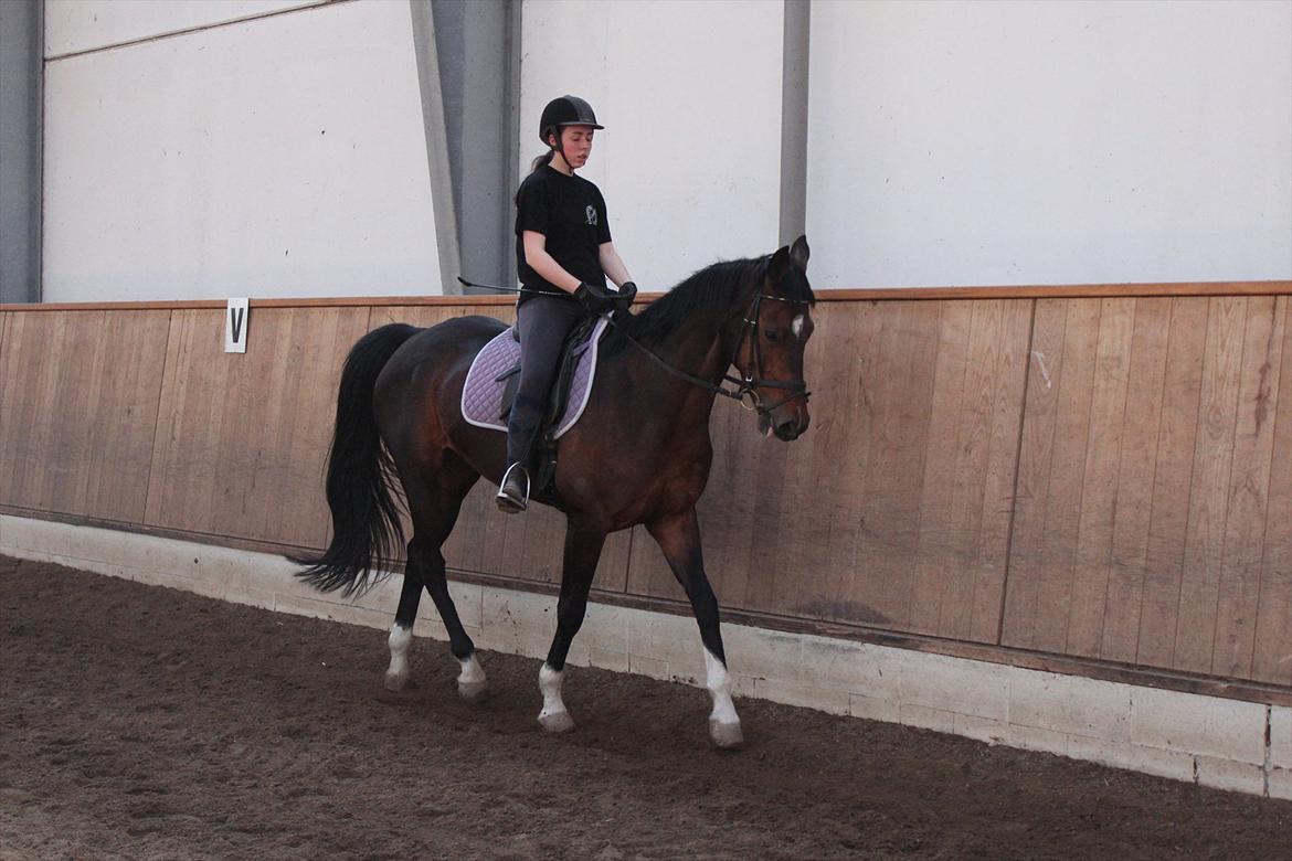 Dansk Varmblod San Luca - Mig og Luca, 2. maj 2012 Foto: Sofie Christensen billede 13