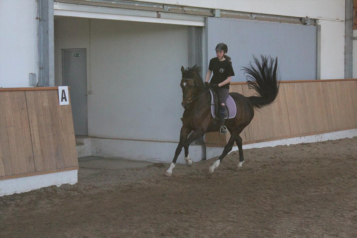 Dansk Varmblod San Luca - Mig og Luca, 2. maj 2012 Foto: Sofie Christensen billede 14