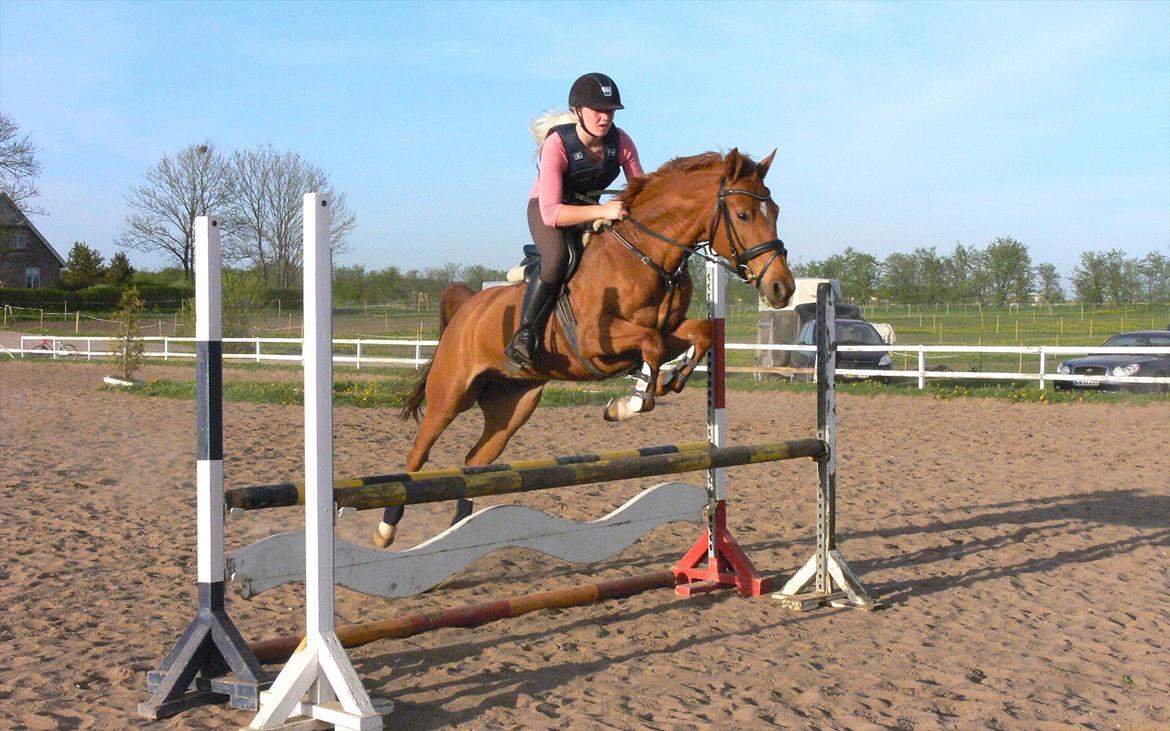 DSP Lille Asserholt Naomi [KLUBMESTER 2011] - Naomi og Louise (søster) til springtræning i BOR 3. maj 2012. Det er kun 4. gang Louise springer på hende :-) billede 16