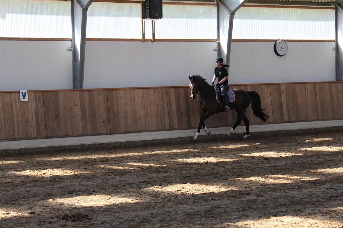 Dansk Varmblod San Luca - Mig og Luca, 2. maj 2012 Foto: Sofie Christensen billede 17