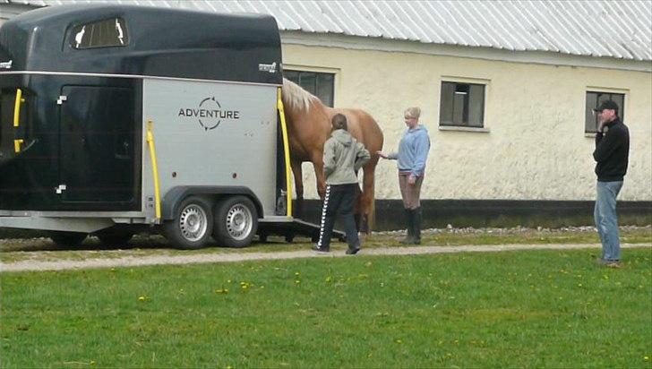Palomino Kvistgaards Csillag - Ved at læsse hende ved Ditte (gamle ejer) :-) billede 1