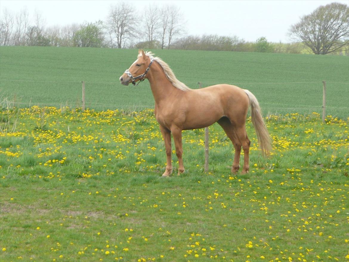 Palomino Kvistgaards Csillag - Første gang på fold på brattensborg. billede 2
