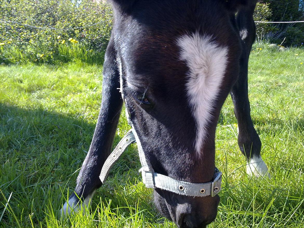 Anden særlig race Bjerregårds Eveline billede 10