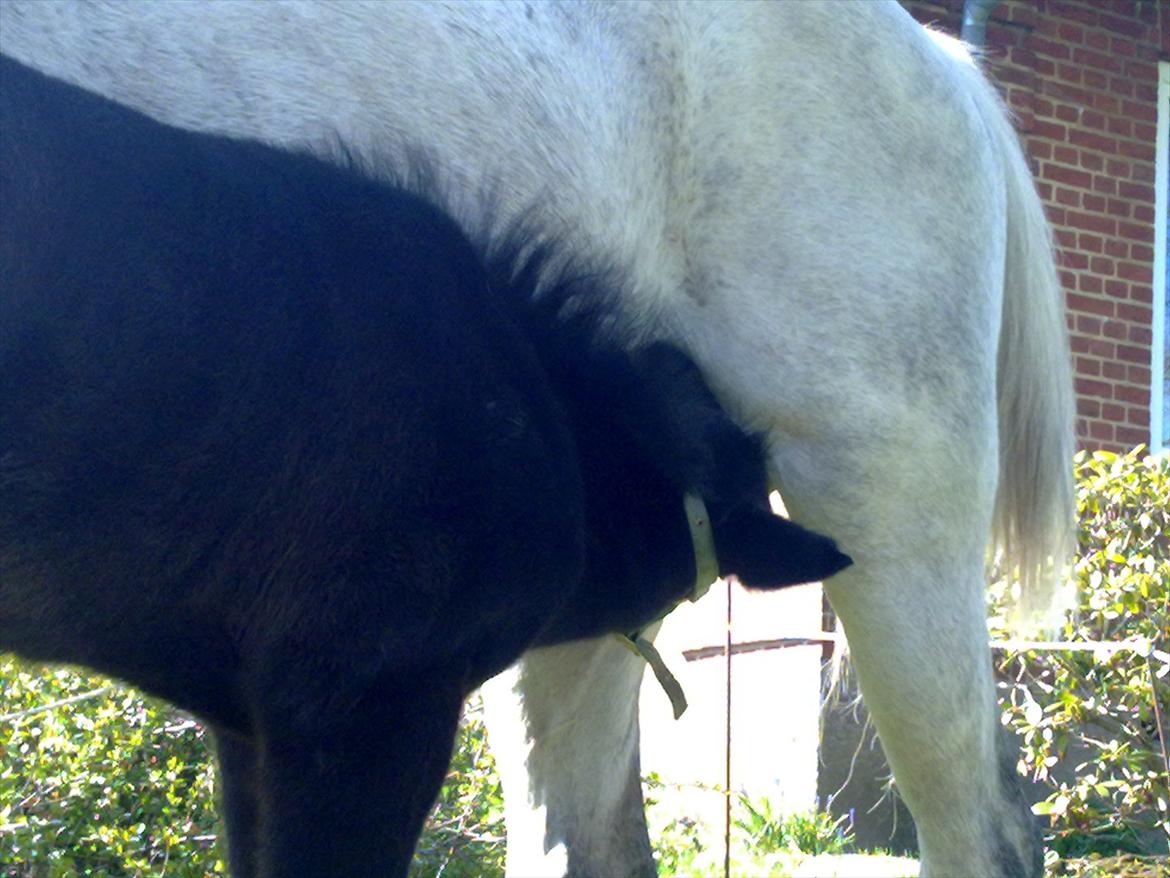 Anden særlig race Bjerregårds Eveline billede 11