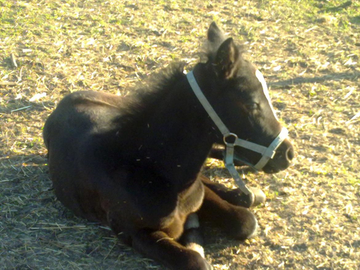 Anden særlig race Bjerregårds Eveline billede 9