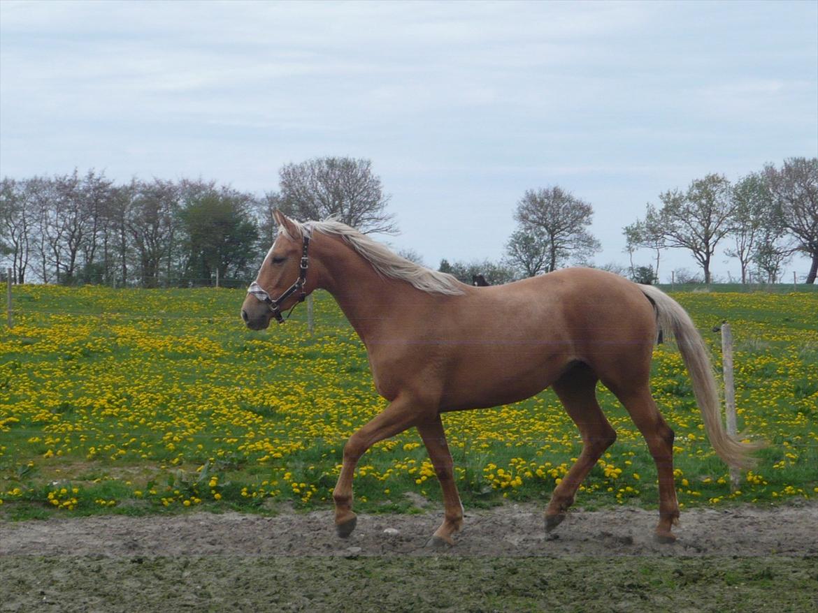 Palomino Kvistgaards Csillag - Søde da *-: billede 3