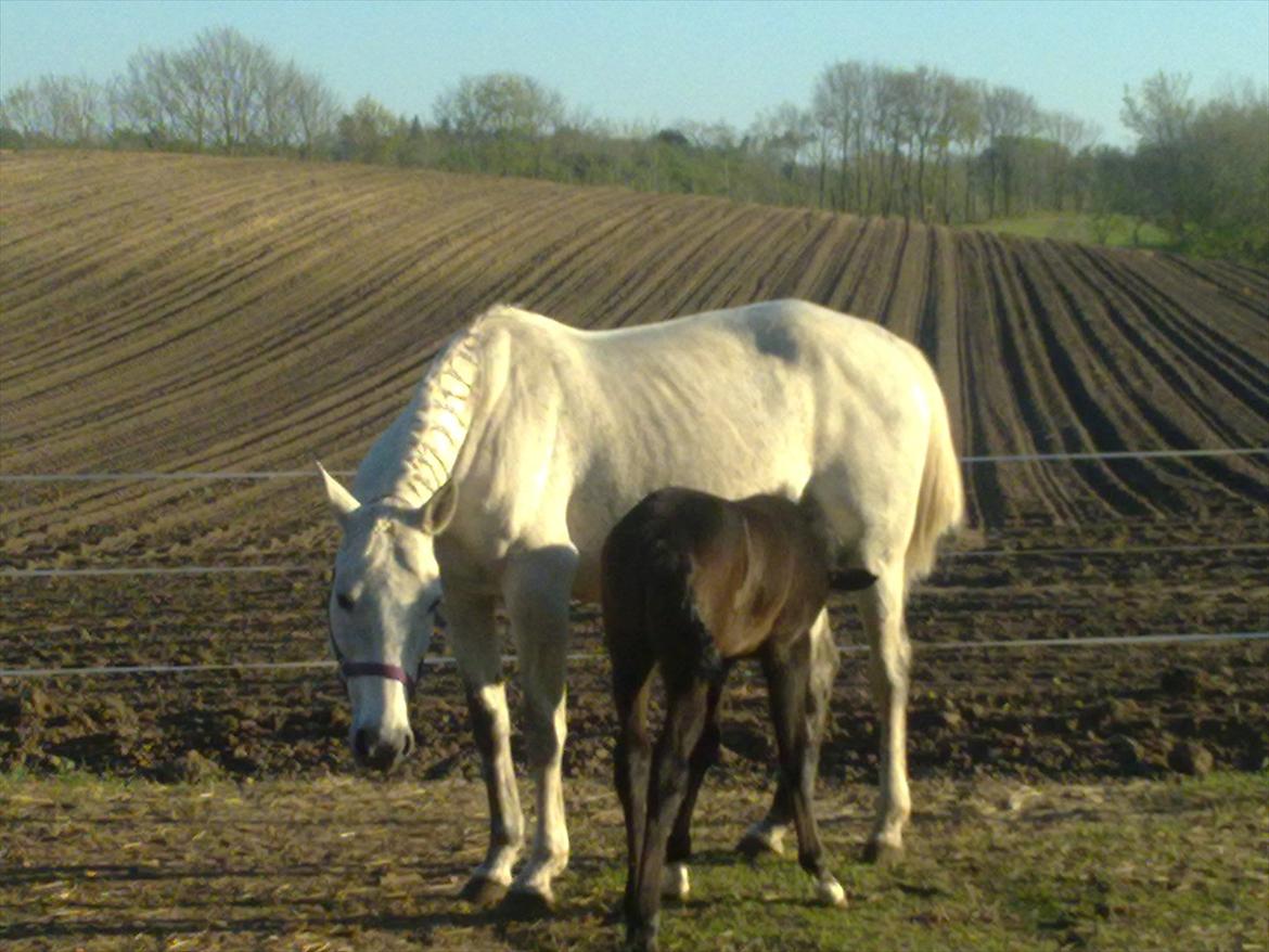 Anden særlig race Bjerregårds Eveline billede 12