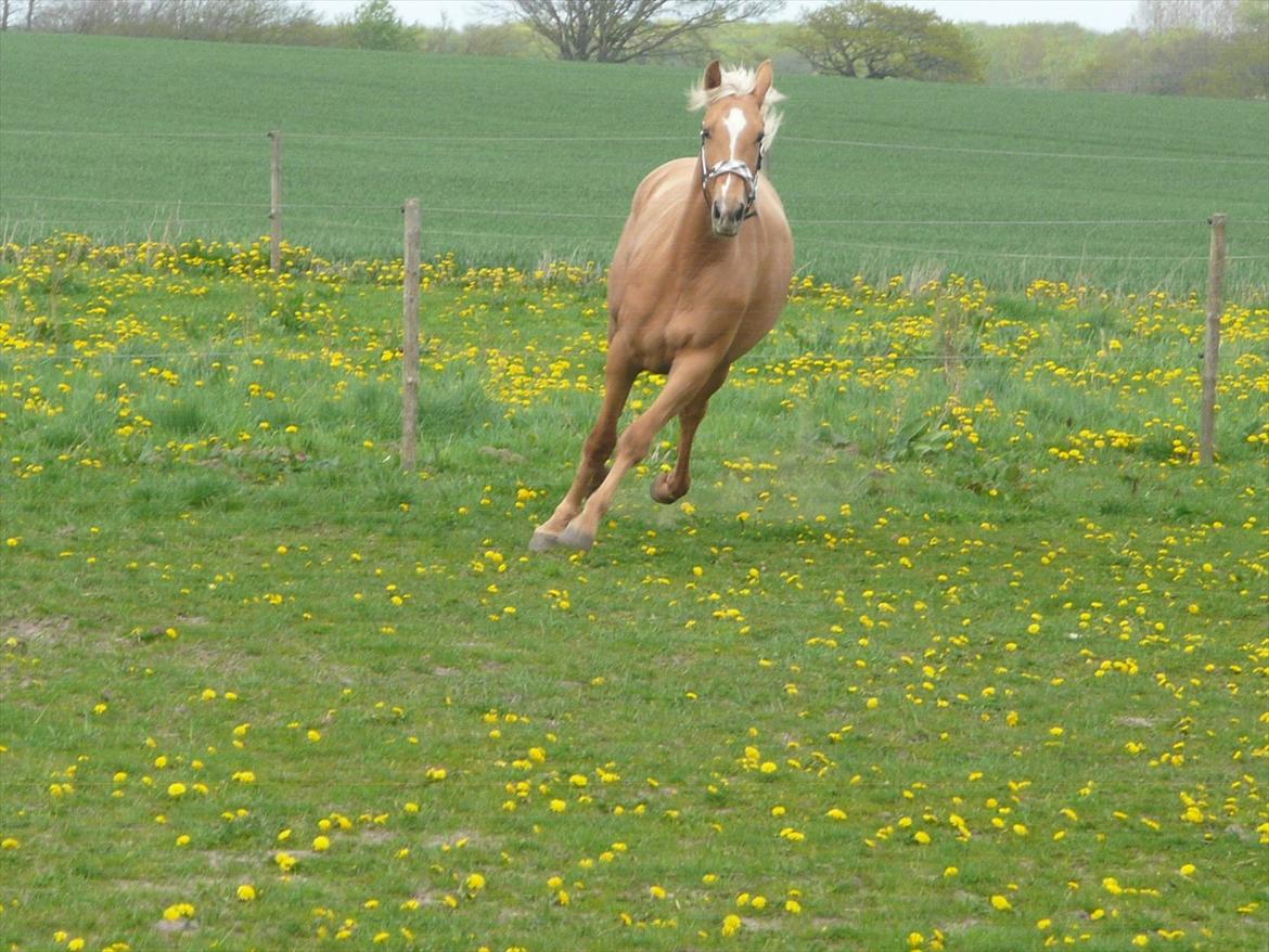 Palomino Kvistgaards Csillag - Faaaaaaart :-D billede 5