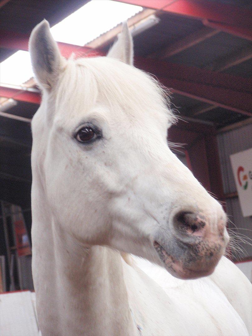 Connemara Veddinge Fit For Fight (B-pony) - Min dejlige Fitte på hans 15 års fødselsdag. billede 7