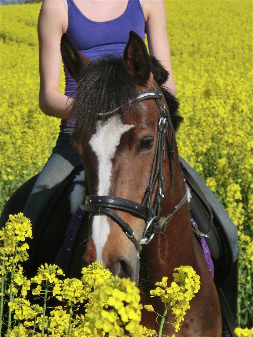 Anden særlig race Birkemosens Jasmin - Min smukke lille pony i rapsmarken på en solskins dag :')
D. 3/4-2012 billede 2