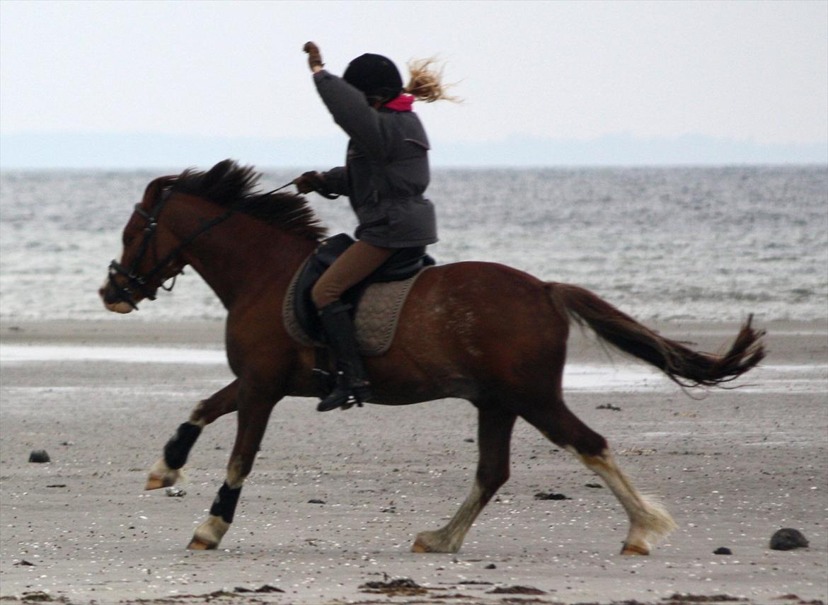 Welsh Pony af Cob-type (sec C) Thers Hey Harlekin - B-pony!! - Harlekin & Maria på stranden, sommer 2011 <3 Foto: Mor billede 20