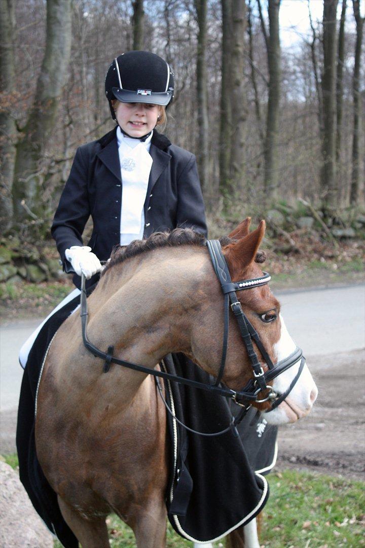 Welsh Pony af Cob-type (sec C) Thers Hey Harlekin - B-pony!! - Kvalificeret til landsstævner! :D Foto: Mig billede 17