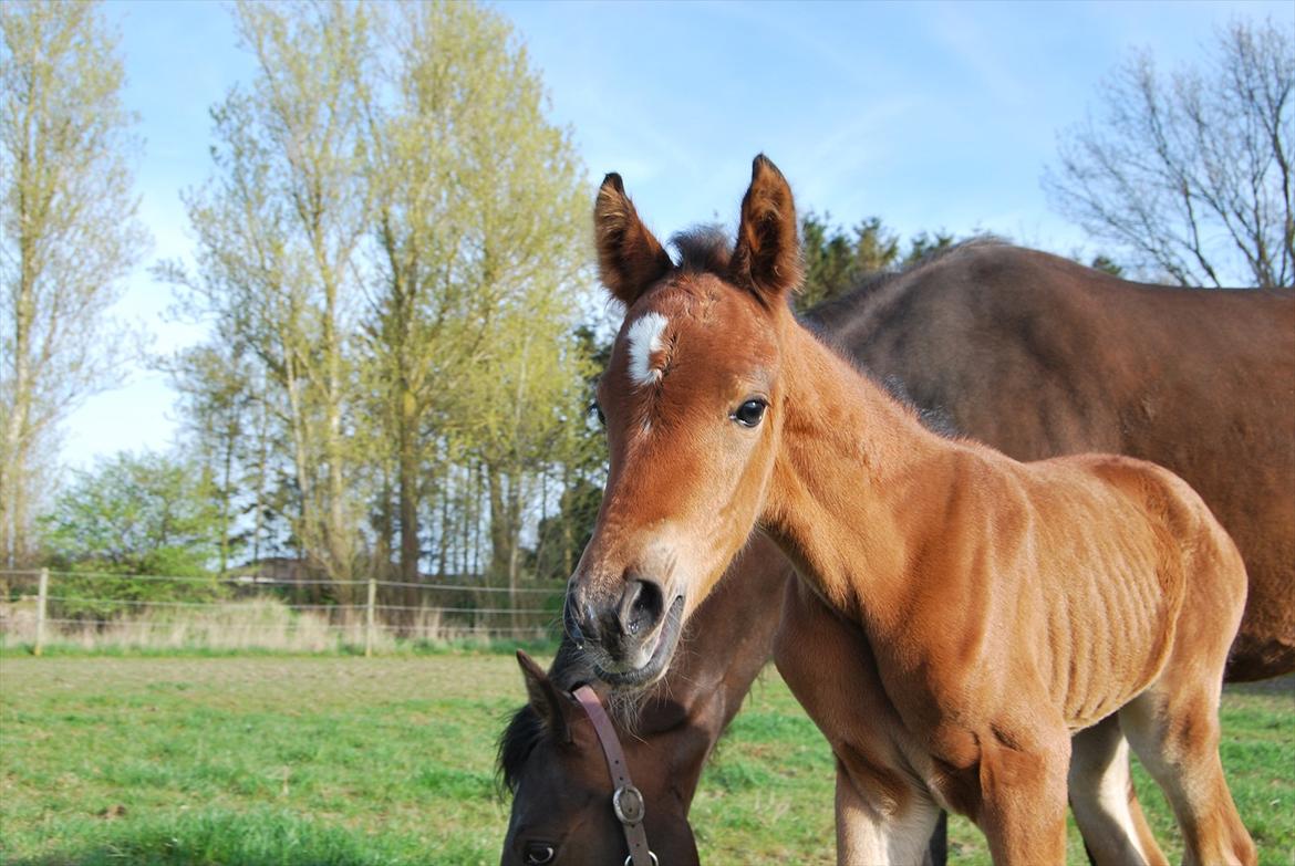 DSP Kuli's Hope - Ude på folden, for første gang(: billede 1