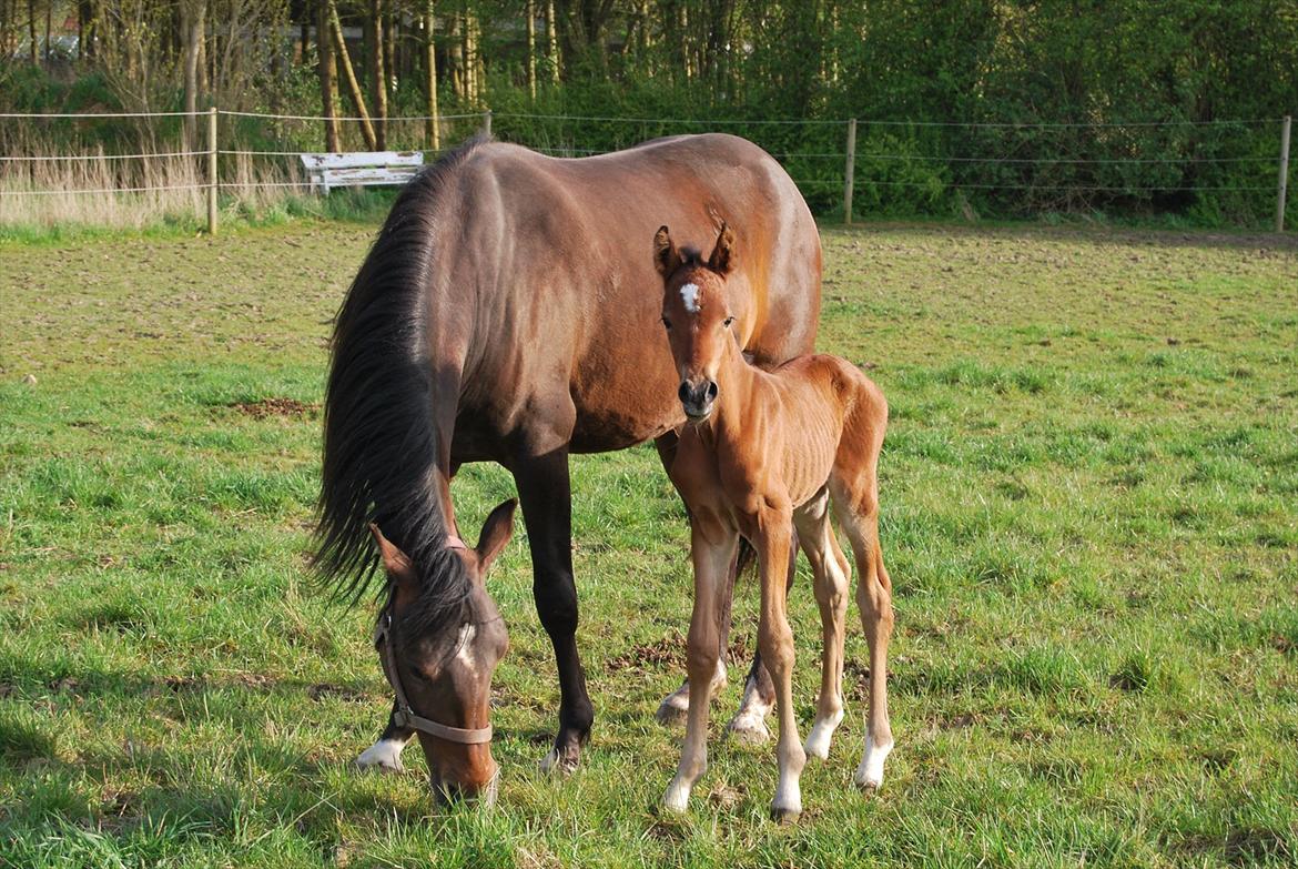 DSP Kuli's Hope billede 2