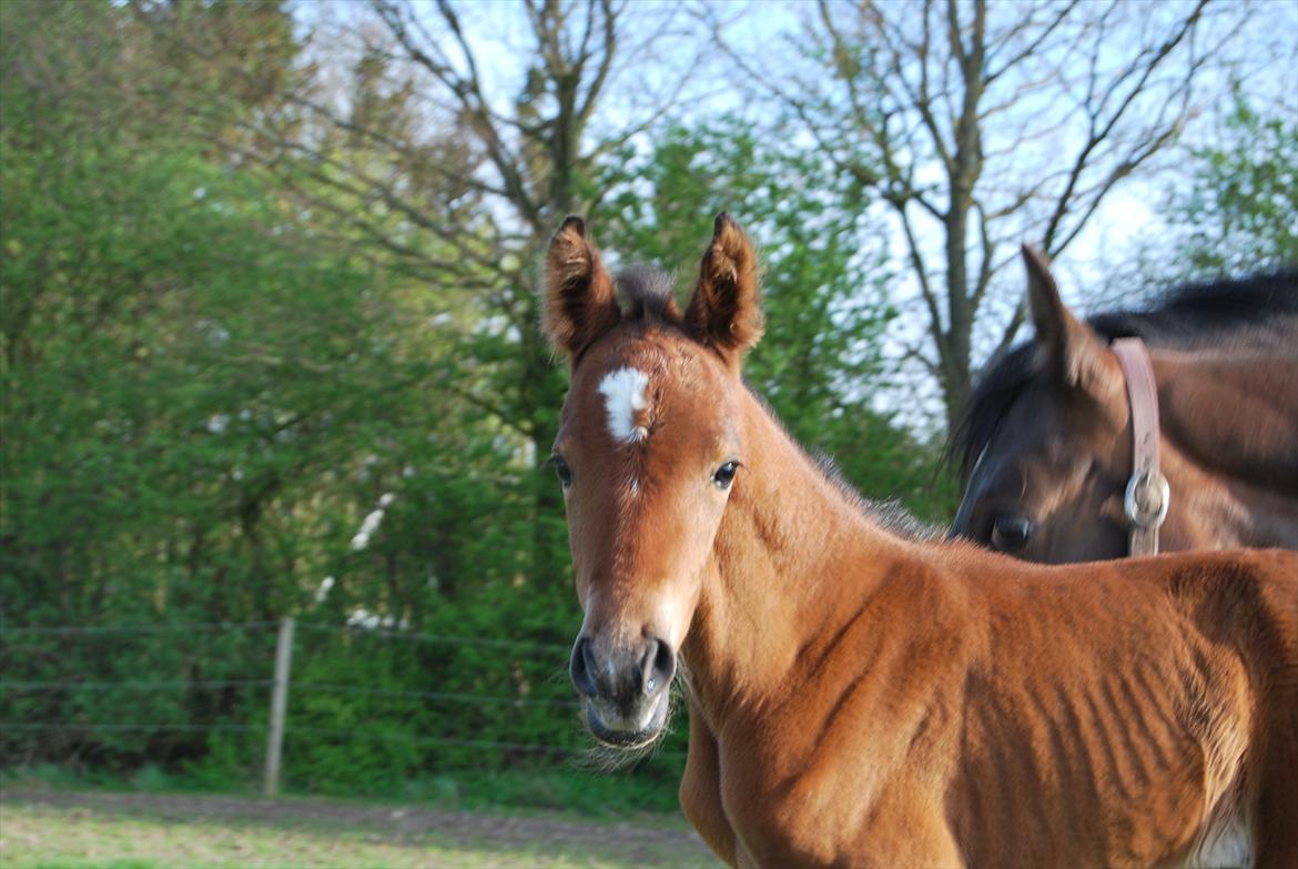 DSP Kuli's Hope billede 3