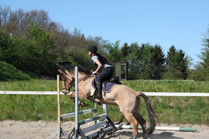 Anden særlig race Cosmos - Springtræning. billede 11