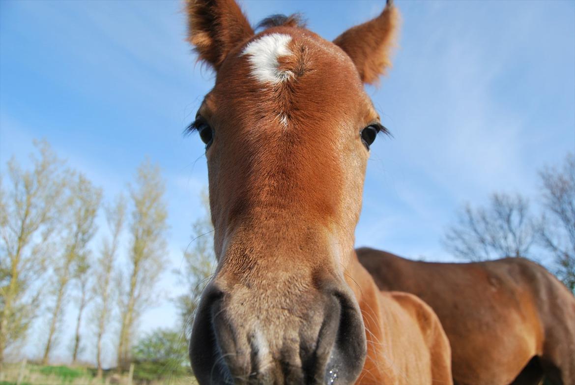 DSP Kuli's Hope billede 4