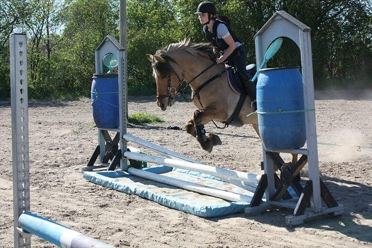 Anden særlig race Cosmos - Springtræning. billede 16
