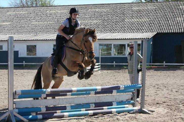 Anden særlig race Cosmos - Springtræning. billede 17