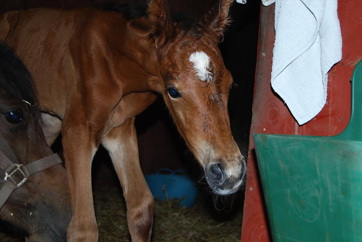 DSP Kuli's Hope billede 5