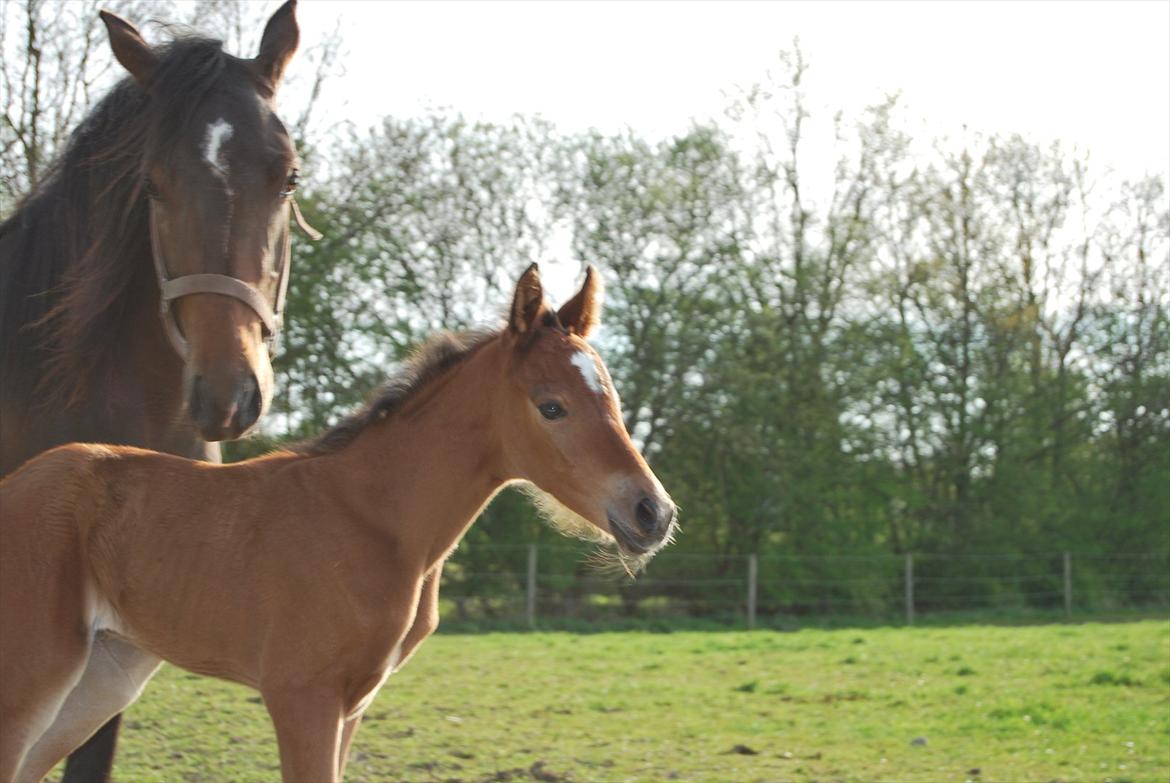 DSP Kuli's Hope billede 6