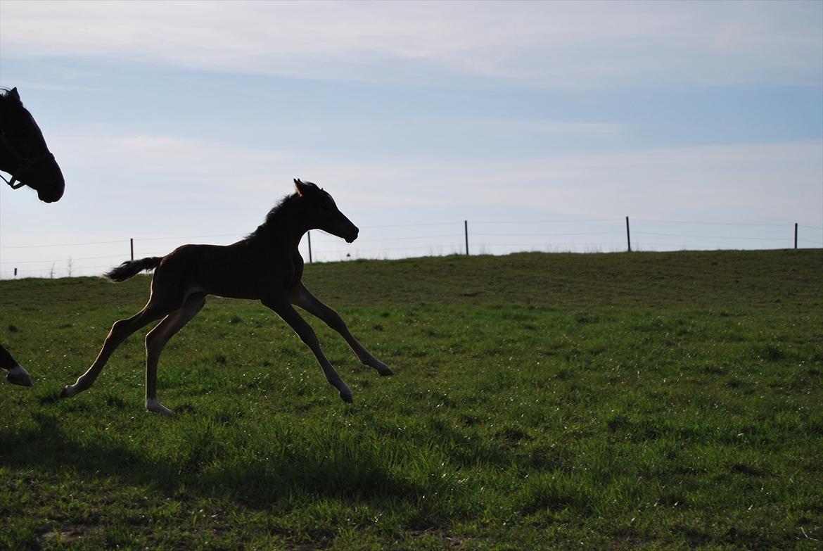 DSP Kuli's Hope billede 7