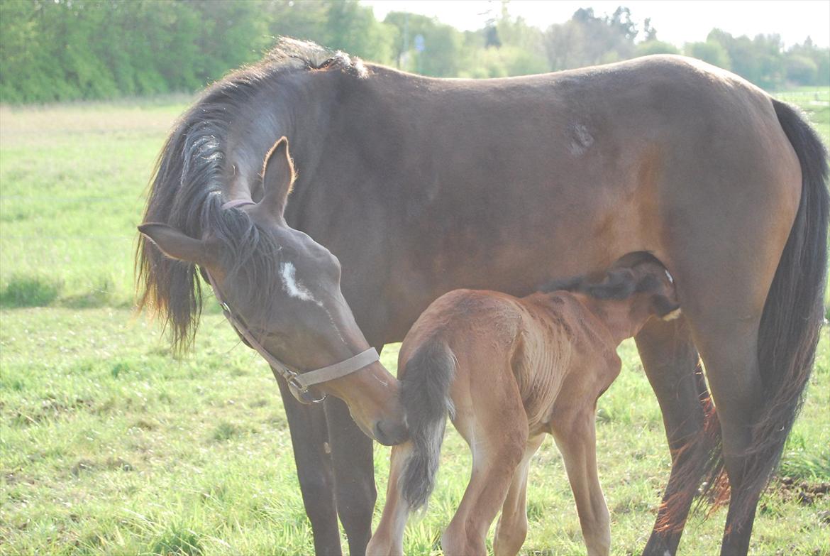 DSP Kuli's Hope billede 8