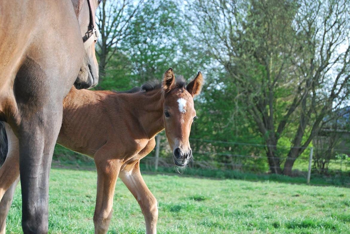 DSP Kuli's Hope billede 9