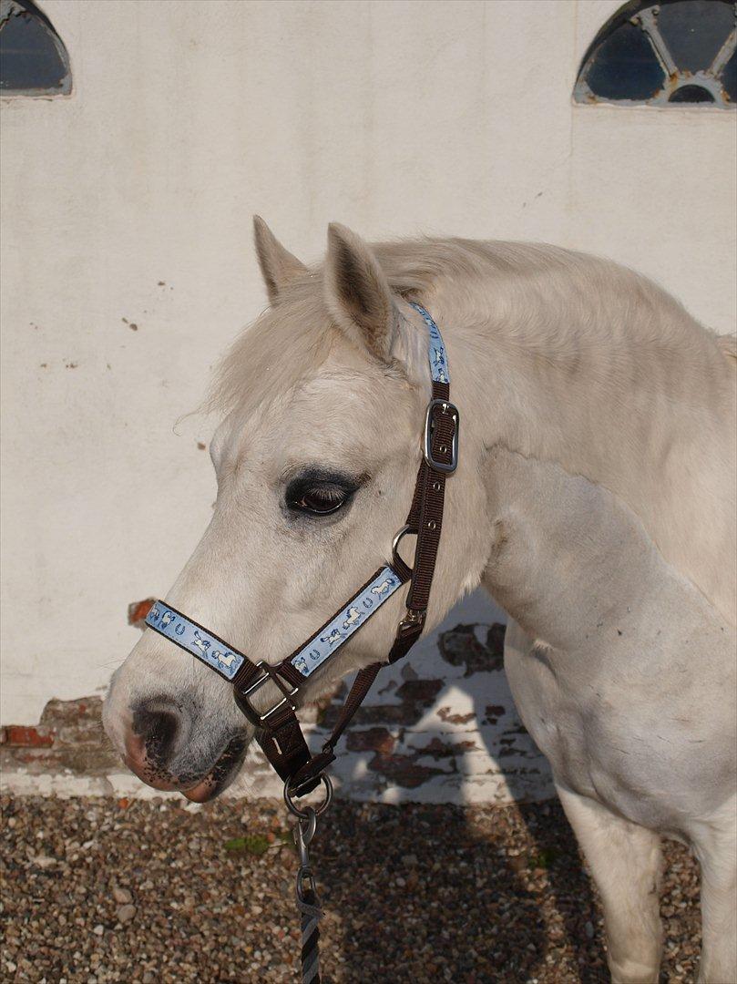 Welsh Pony (sec B) †Marmaja flika R.I.P† - Smukke MF i aften solen efter en lang gå tur :D billede 4