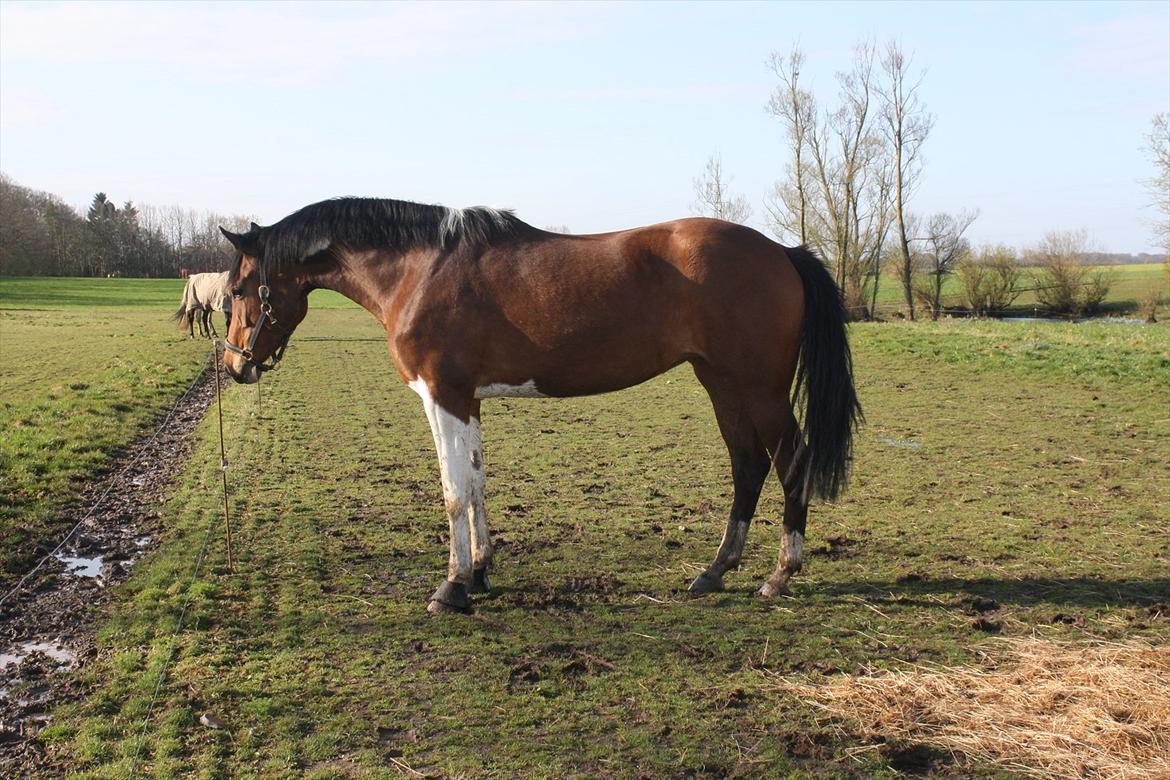 Pinto Bagergårdens Zindy billede 5