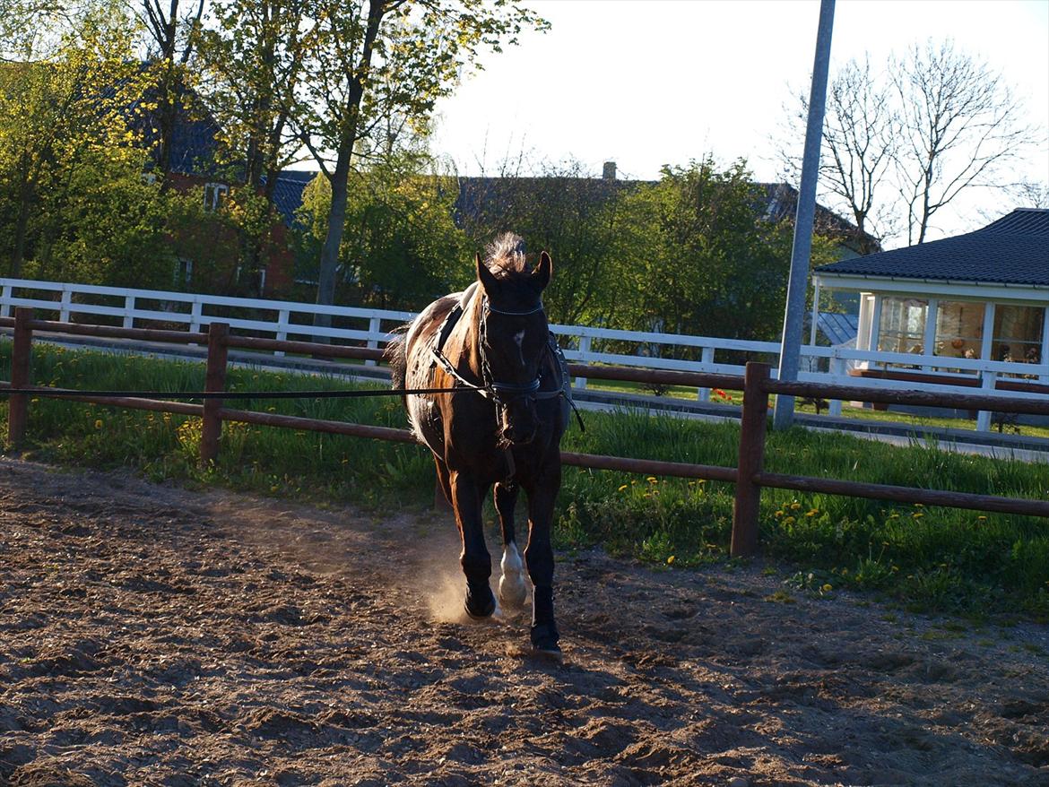 Anden særlig race †Charlie Brown R.I.P† - Longering i aftensolen billede 8