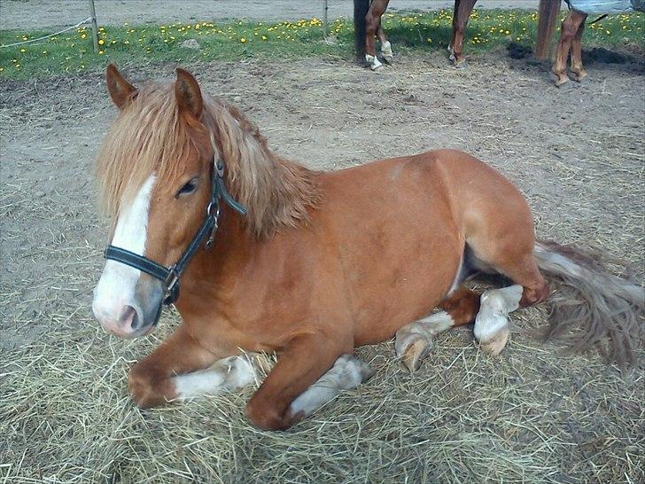 DSP De Flax - middagslur i høet på marken :) billede 5