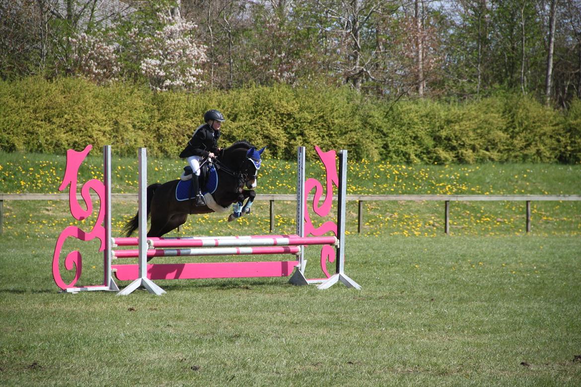 Welsh Pony (sec B) Bakkegaarden's Nikita B-pony - Nikita hun har bare sådan en god stil over spring. Til stævne i IKAST hvor vi fik hvores 1 nul runde i LB billede 13