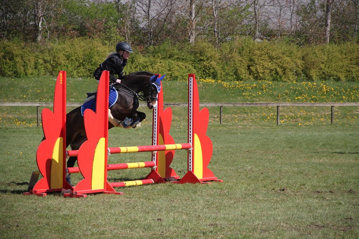 Welsh Pony (sec B) Bakkegaarden's Nikita B-pony - til stævne i IKAST. billede 16