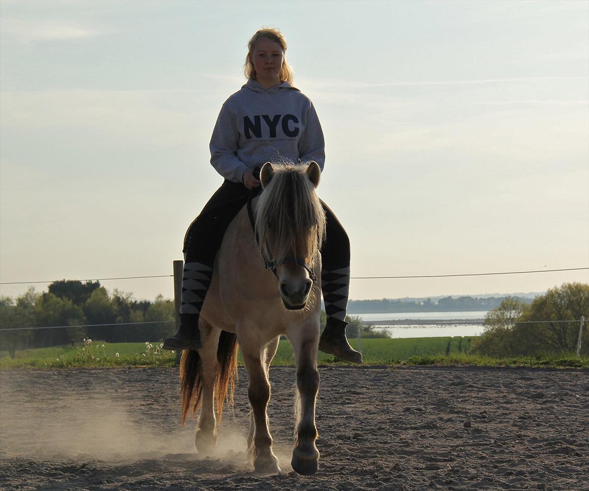 Fjordhest Sanita Dalsgaard - D. 03/05-2012 Foto: OMG billede 17