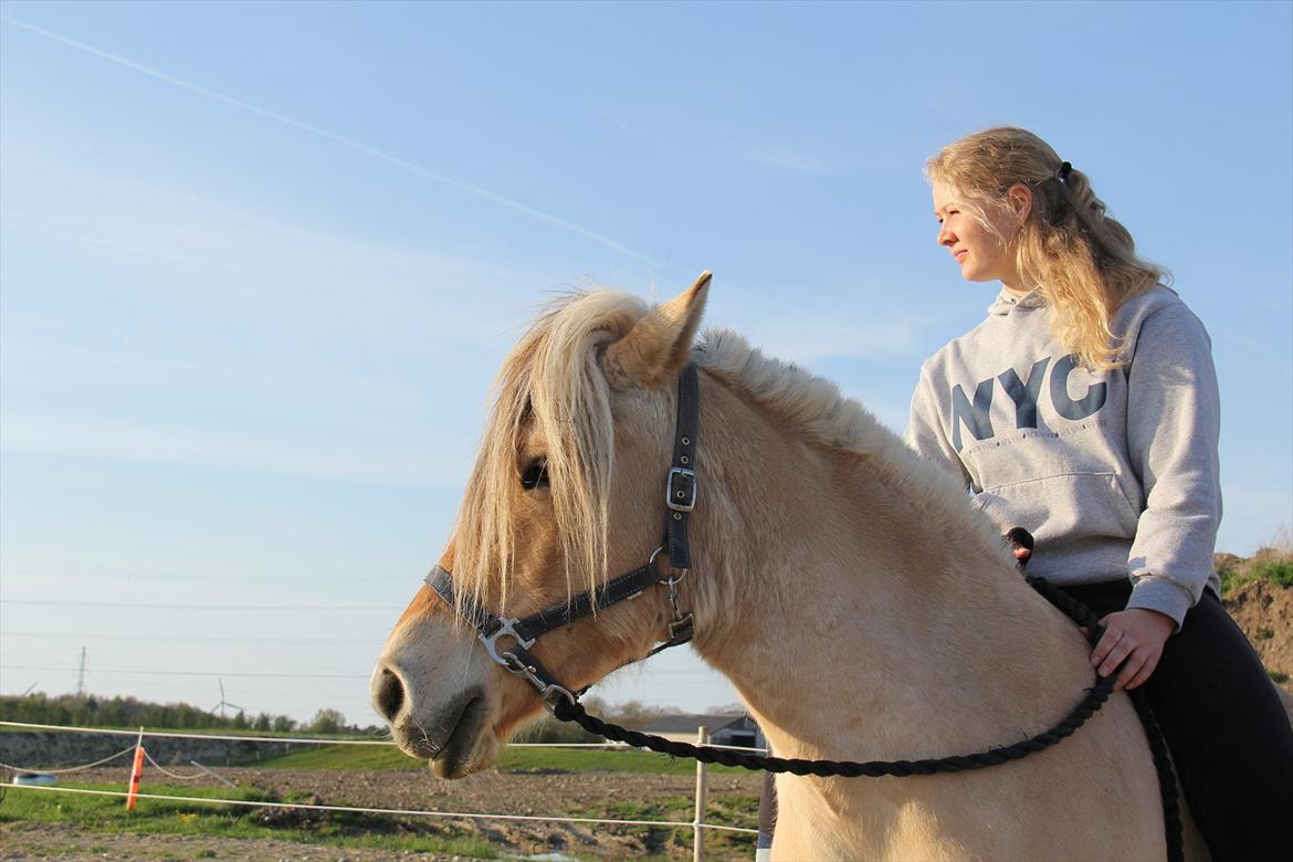 Fjordhest Sanita Dalsgaard - D. 03/05-2012 Foto: OMG billede 18