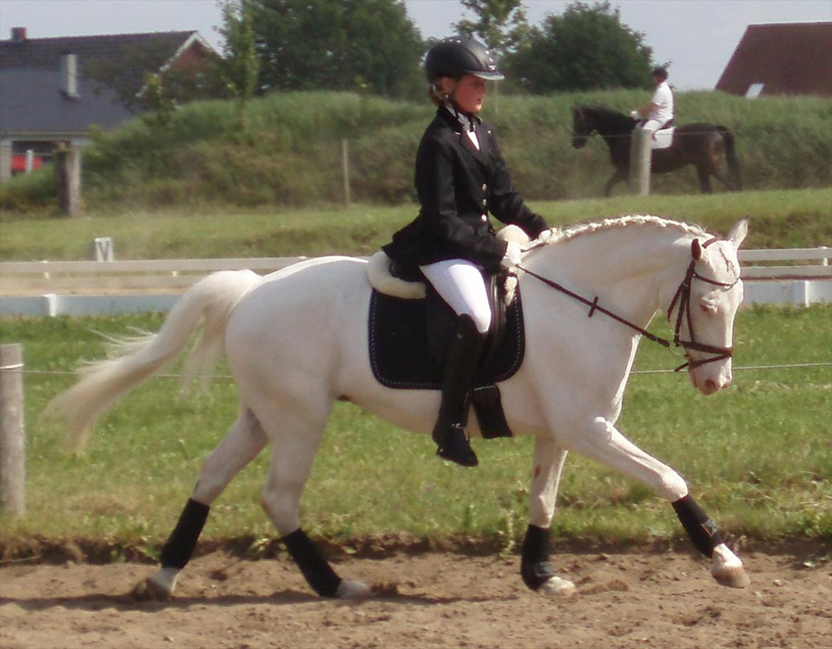 Anden særlig race LYKKEBOENS CERUTTI - D-stævne i bolderslev rideklub. her i en LC1:) billede 12
