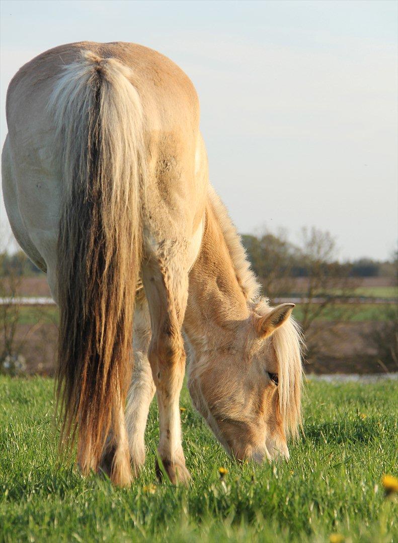Fjordhest Sanita Dalsgaard - D. 03/05-2012 Foto: OMG billede 20