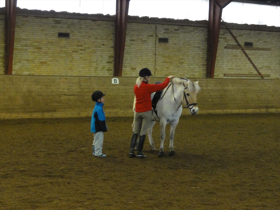 Fjordhest Tronto billede 12