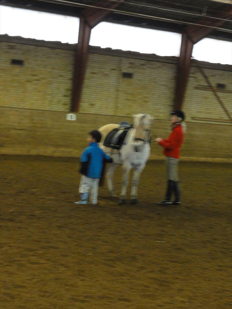 Fjordhest Tronto billede 13