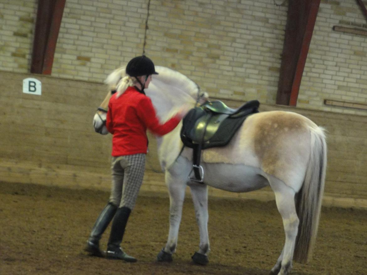 Fjordhest Tronto billede 14