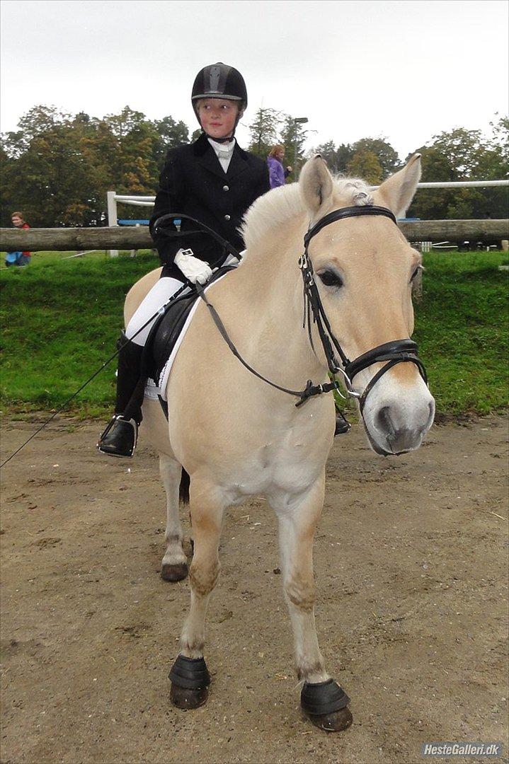 Fjordhest Tronto billede 15