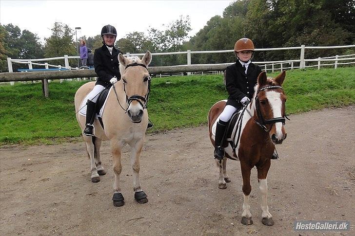 Fjordhest Tronto billede 16