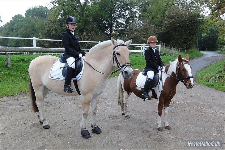 Fjordhest Tronto billede 17