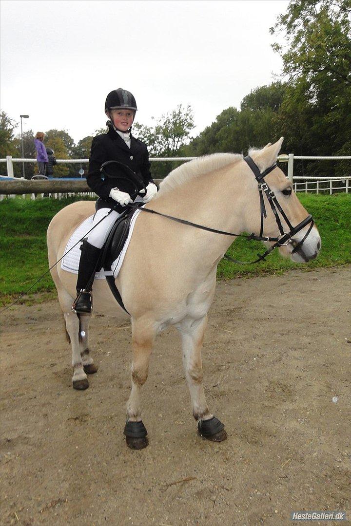 Fjordhest Tronto billede 18