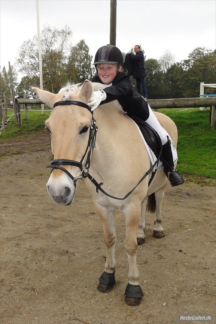 Fjordhest Tronto billede 19