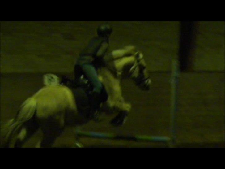 Fjordhest Tronto billede 20