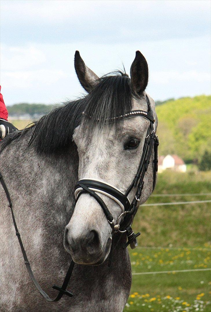 Holstener Colt 45 - Velkommen til drengerøvens profil :o) 05.05.2012 billede 1